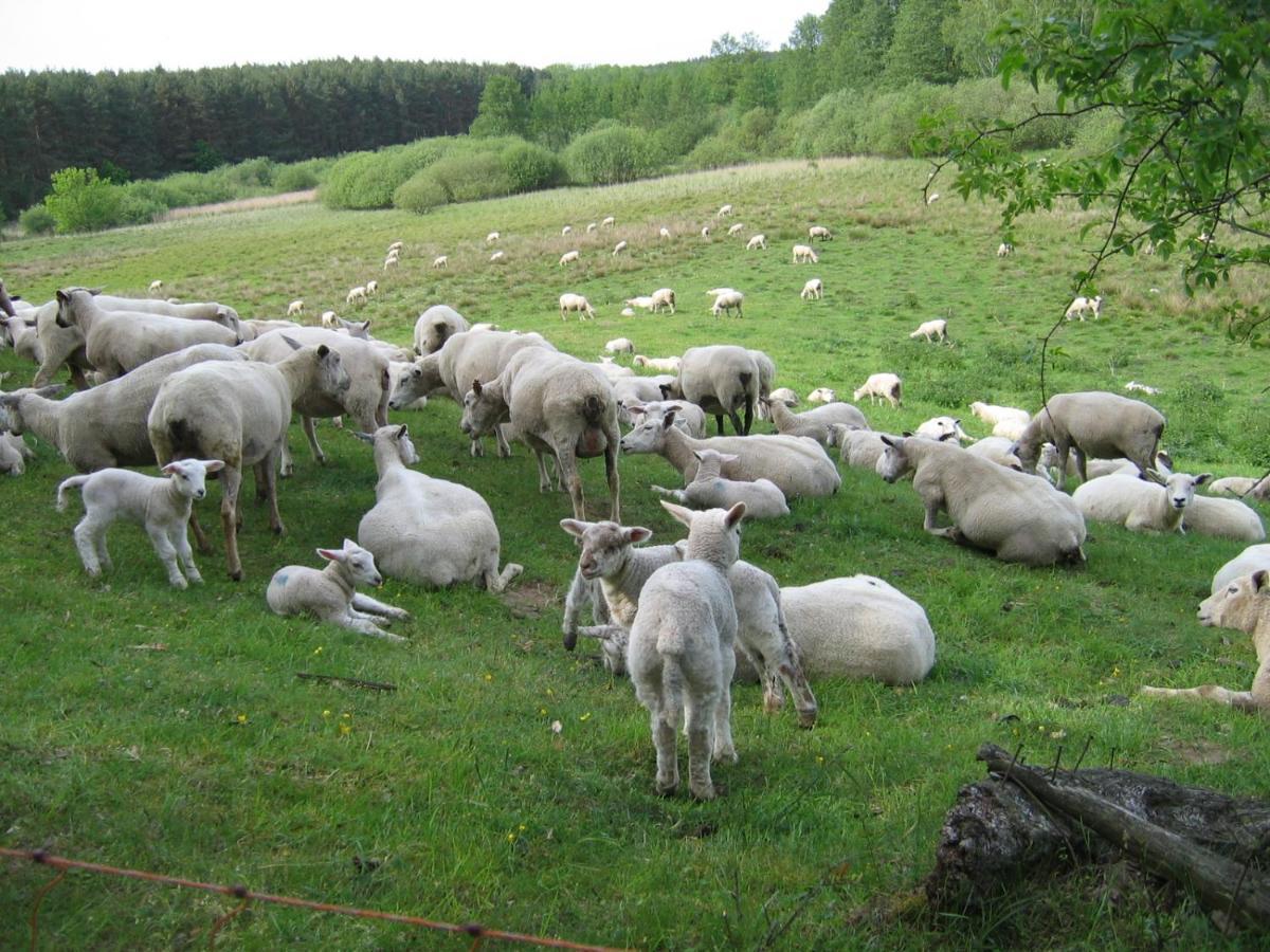 Kleine Auszeit - Natur Und Erholung In Mecklenburg Reimershagen Exteriér fotografie