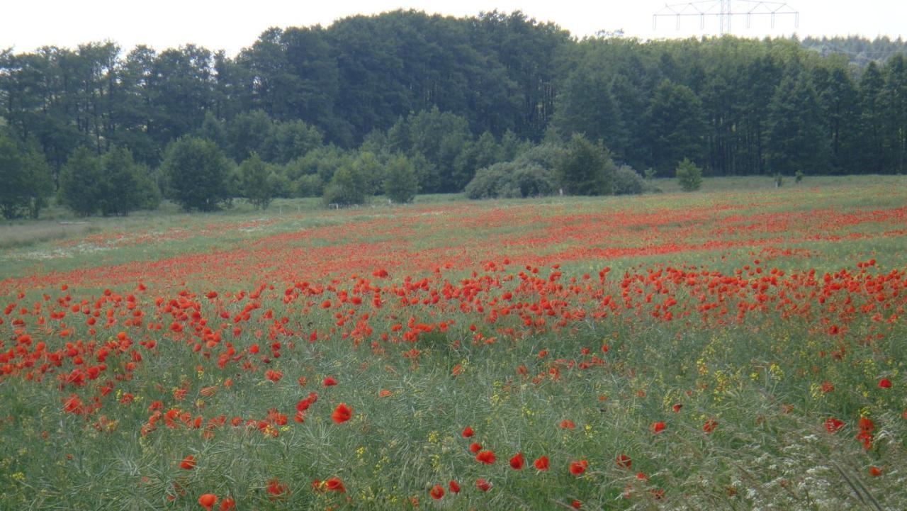 Kleine Auszeit - Natur Und Erholung In Mecklenburg Reimershagen Exteriér fotografie